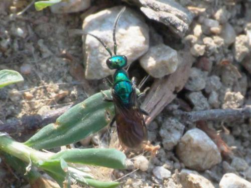 Cleptes sp.